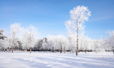 Fototapeta na wymiar Beautiful winter landscape with snow-covered trees. Blue sky and textured snow. Winter's tale.