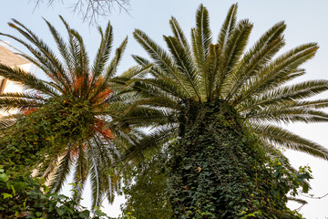Fototapeta na wymiar Evening view of palm tops with trunks overgrown with climbing plants on Yehuda Alkalai Street in the old Jerusalem district Talbia - Komiyum in Jerusalem, Israel