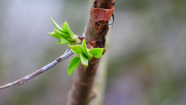 close up of green new small budding leaves in spring on a branch