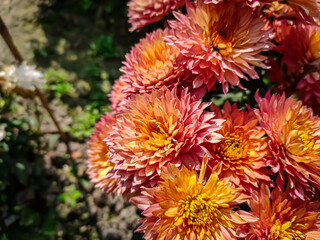 Chrysanthemums, sometimes called mums or chrysanths, are flowering plants of the genus Chrysanthemum in the family Asteraceae. They are native to East Asia and northeastern Europe.