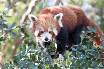 Red panda