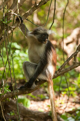 Kirk's Red Colobus Monkey in a forest in Zanzibar, Tanzania