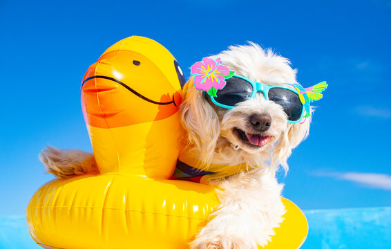 happy dog with sunglasses and floating ring