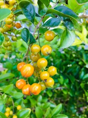 Flowers, berries and garden.