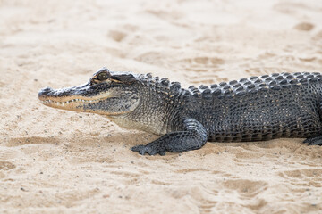 alligator in the everglades