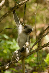 Kirk's Red Colobus Monkey in a forest in Zanzibar, Tanzania