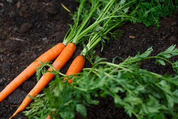 Home organic carrot planting in the backyard for spring season.