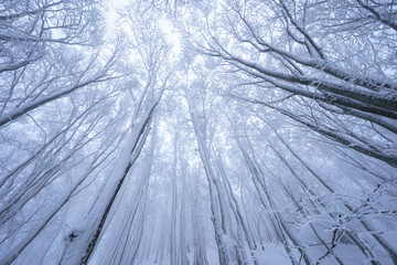冬の八甲田の森