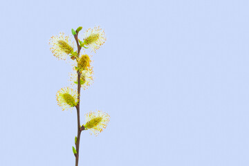 Flowering pussy willow branch isolated on light blue background,  copy space