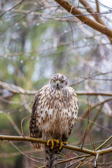 Michel hawk, or hen hawk