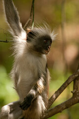 Fototapeta na wymiar Kirk's Red Colobus Monkey in a forest in Zanzibar, Tanzania
