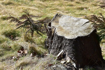 ふさふさした草原に生える切株