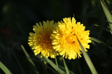 yellow dandelion flower