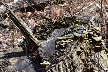 ぐちゅぐちゅしたキノコが生えている切株