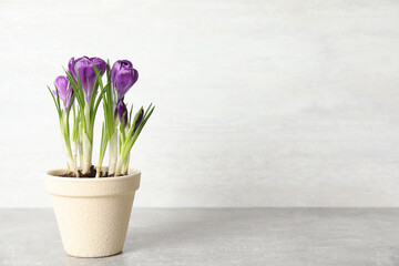Beautiful crocuses in flowerpot on light grey stone table. Space for text
