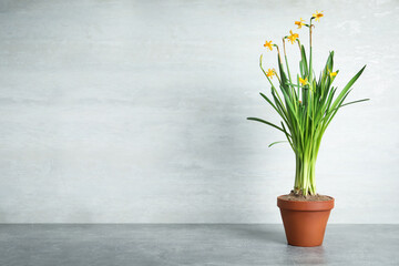 Beautiful narcissuses in flowerpot on light grey stone table. Space for text