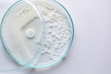 Pichia is a genus of yeasts in the family Saccharomycetaceae under the microscope for education.
