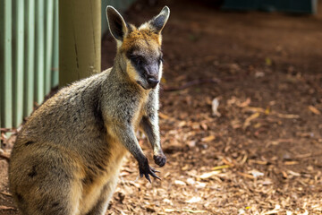 cute wallaby australian animal sitting near a fence
