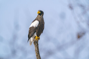 冬の釧路湿原のオオワシ