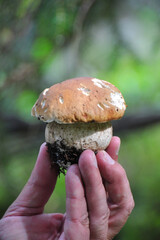 Boletus edulis edible mushroom in the forest. Boletus edulis is a basidiomycete fungus, and the type species of the genus Boletus. Old magic forest mushrooms background. White mushroom in sunny day.