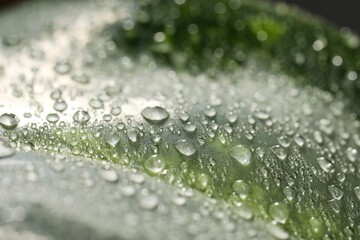 Closeup view of beautiful green leaf with dew drops as background