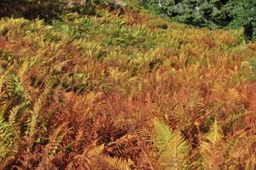 Autumn colors. Bright orange leaves of the fern in rainy weather. Golden autumn. Beautiful autumn background. Horizontal location, Copy space. Beautiful autumn fern. High Tatras national park.