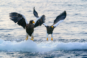 冬知床 羅臼沖 オオワシと流氷