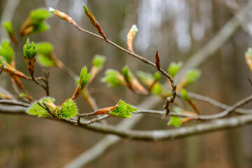 Zwischen Ästen / Zweigen: Frische Triebe und junge grüne Blätter an einer Buche im Frühling im Wald