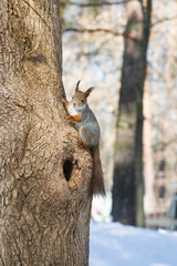 A squirrel with a fluffy tail nibbles nut. Wild nature, gray squirrel in the autumn forest. Squirrel eats close-up. The squirrel changes color by winter.