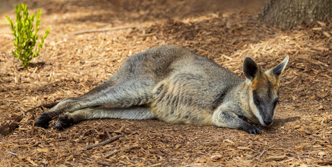 cute wallaby laying on mulch