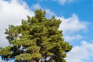 Scots pine Pinus sylvestris against blue sky in November. Sunny day in autumn garden. Evergreen landscaped garden. Nature concept for design.