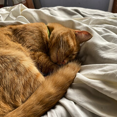 Obraz premium cat sleeping on withe sheets