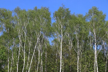 Fototapeta premium Spring time background birch trees