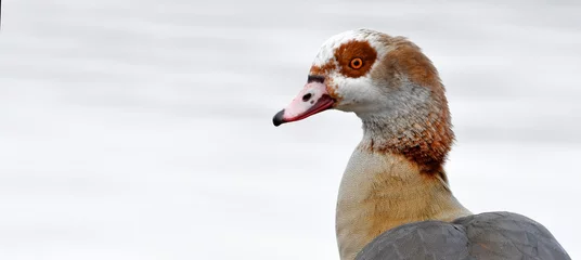 Foto op Plexiglas Nijlgans // Egyptian goose // Nilgans (Alopochen aegyptiaca) © bennytrapp