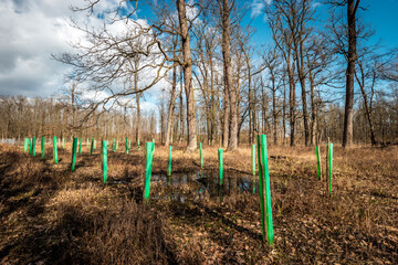 Fototapeta premium Young trees planted in the flood plain forest and protected with PP plastic corrugated boards _
