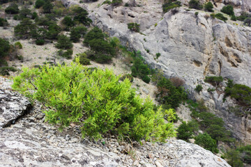 Fototapeta na wymiar Juniper sp., of the family Cupressaceae, South-Eastern Crimea.