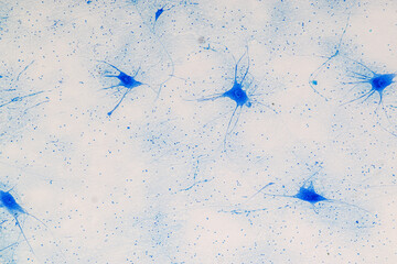 Education Spinal cord, Nerve, Cerebellum, Cortex and Motor Neuron Human under the microscope in...