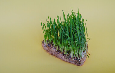 Sprouted wheat. Fresh green grass for the cat. Vitamins for animals