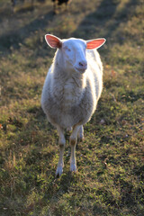 Schaf