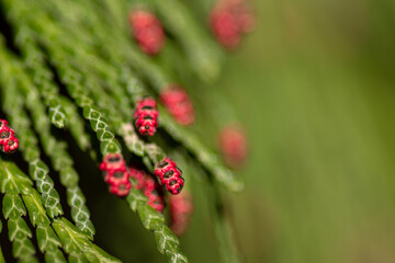 Juniper in spring. Close-up
