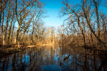 Obraz premium Oxbow lake reflecting trees in the flood plain forest in March