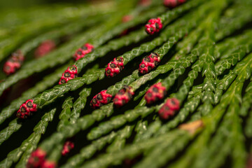 Juniper in spring. Close-up