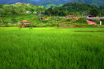 Rice fields are steps Green and yellow on the high mountains