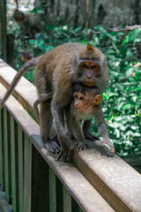 Monkeys, Bali Island, Indonesia