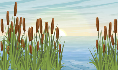 Lake and large thickets of coastal plant reeds at dawn. Vector realistic landscape. © AnnstasAg