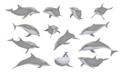 Common bottlenose dolphin set. Dolphins Tursiops truncatus in different poses. Realistic vector secondary water mammals