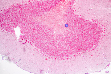 Education Spinal cord, Nerve, Cerebellum, Cortex and Motor Neuron Human under the microscope in Lab.
