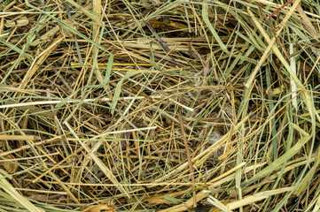dry grass texture background close up copy space