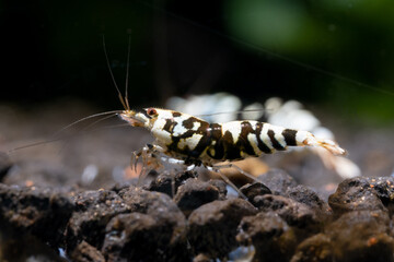 Black tiger galaxy dwarf shrimp look for food in aquatic soil of freshwater aquarium tank.