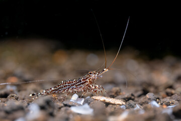 White orchid Sulawesi dwarf shrimp eat tablet shape food for shrimp and it stay in freshwater aquarium tank.